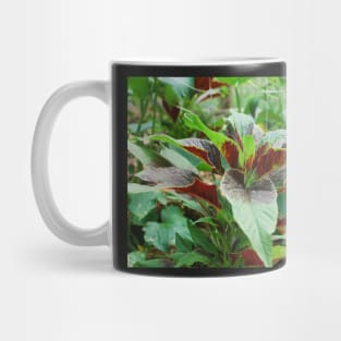 Amaranthus Tricolor Mug